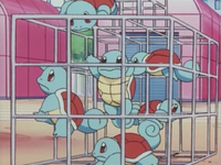 Team Squirtle.png