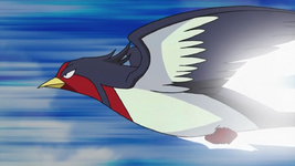 Ash Swellow Attacco Rapido.png